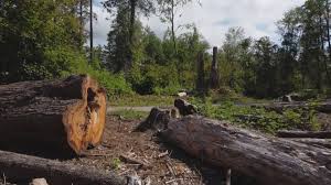 How Our Tree Care Process Works  in Olla, LA