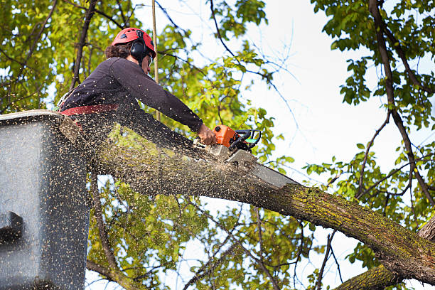 Professional Tree Services in Olla, LA